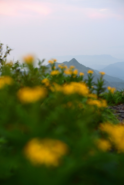 写真・図版