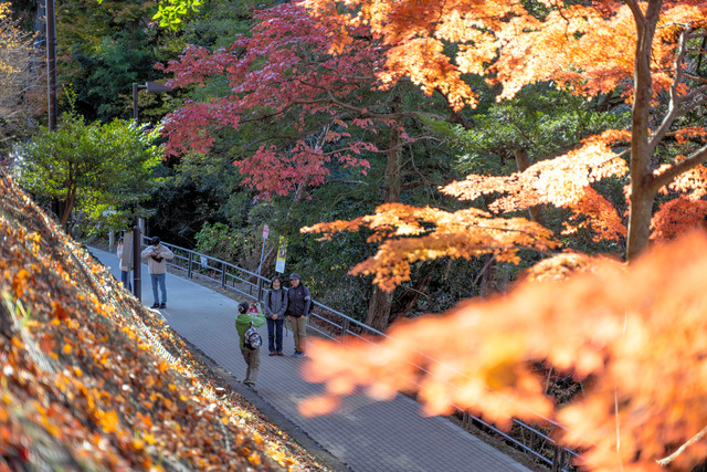 写真・図版