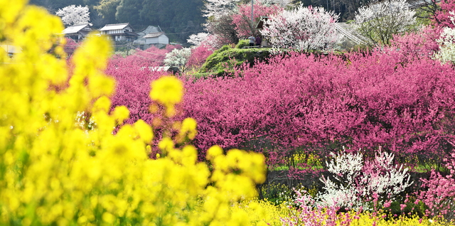 写真・図版