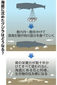 写真・図版