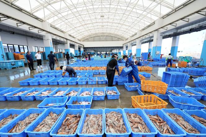 Les fruits de mer capturés lors de la pêche au chalut sont triés au port de Matsukawaura, dans la ville de Soma, préfecture de Fukushima, le 1ᵉʳ septembre 2023.